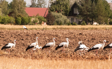 The group of white storks (Ciconia ciconia) on the plowed field during summer agricultural works....