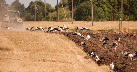 The group of white storks (Ciconia ciconia) on the plowed field during summer agricultural works, follow the tractor. Arable land processing at the agriculture field, panorama. - obrazy, fototapety, plakaty
