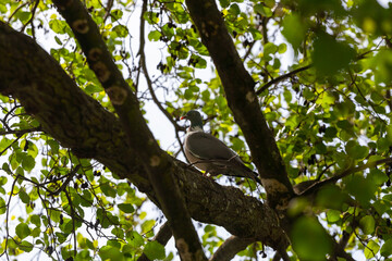 Fototapeta na wymiar A plump woodpigeon, columba palumbus, sat on a branch in its natural environment in spring