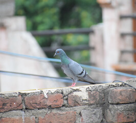 pigeon on railing