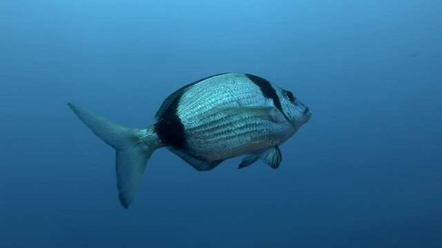 Close up of the Blacktail Bream (Diplodus vulgaris) swims in the blue water in sunrays. Mediterranean sea, Cyprus