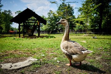 Duck © Pawel Olszowy