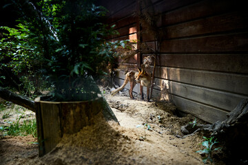 Fox © Pawel Olszowy