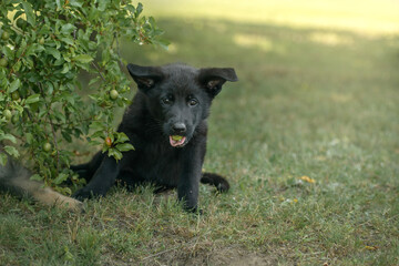 Szczeniak pies czarny owczarek niemiecki z mirabelką w pysku siedzący pod krzakiem w ogrodzie  - obrazy, fototapety, plakaty