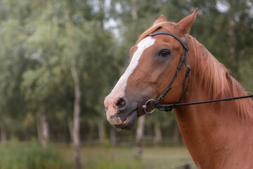 Portret konia © Agnieszka