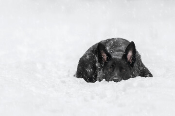 Szczeniak czarny owczarek niemiecki leżący w śniegu zima - obrazy, fototapety, plakaty