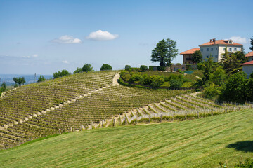 Fototapeta na wymiar Vineyards of Langhe, Piedmont, Italy near Dogliani at May