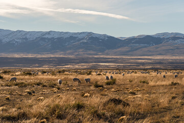 The alpaca (Vicugna pacos) is a species of South American camelid mammal. Alpacas are kept in herds that graze on the level heights of the Andes of Chile.