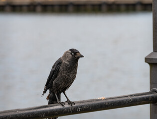 Jackdaw, Corvus monedula on the west coast of Scotland