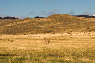 Naklejka premium The alpaca (Vicugna pacos) is a species of South American camelid mammal. Alpacas are kept in herds that graze on the level heights of the Andes of Chile.