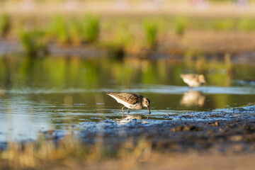 Green Sandpiper feeds along the shores, looking for food on beach of Baltic sea before autumn migrating to southern, autumn season in bird life. Wading bird during foraging