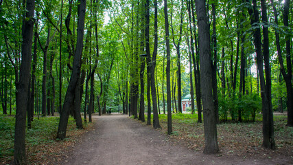 Fototapeta na wymiar The path in the Neskuchny garden in Moscow