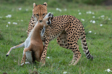 cheetah hunting Thomson gazelle in Maasai Mara National reserve 