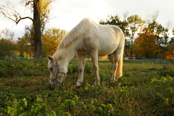 Obraz na płótnie Canvas White horse on pasture, autumn colours with sunset concept