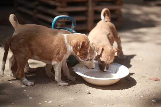 Sambuya, Gambia, Africa, April 16, 2020 - animal closeup: horizontal photography of a brown and white Africanis dog puppies standing outdoors on sandy ground, eating milk from a white plastic plate