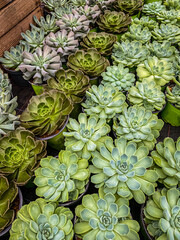 Many Succulent Echeveria flowers background, top view. Pink blue Echeveria Succulent plants,...