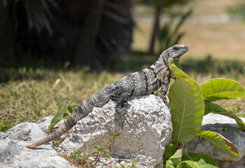 Iguana of the yucatan (cachryx defensor) on a rock 