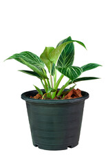 Philodendron Birkin is growing in black plastic pot isolated on white background included clipping path.