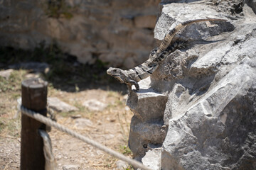 Iguana of the yucatan (cachryx defensor)