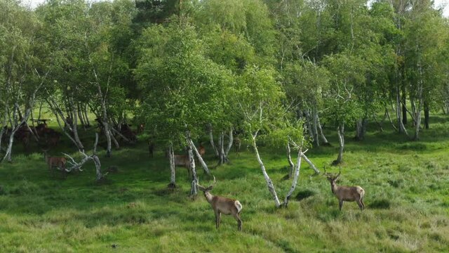 The stock video "Herd of deer in the forest" is an incredible fragment of video material, which shows a herd of deer in a birch grove on a clear summer day. Aerial photography. 