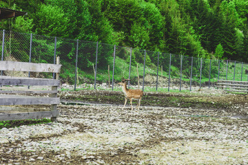 Sika spotted deer near metal fence. Cervus nippon or Japanese deer at distance, selective focus