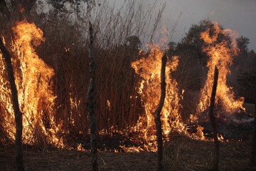 wide angle photography of a bush fire, with big red, yellow and orange flames, and burning dry grasses, in the Gambia, Africa, on the evening