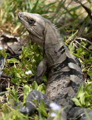 Iguana of the yucatan (cachryx defensor)