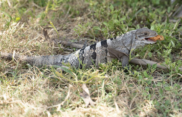 iguana on the ground