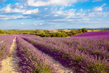 Fototapeta na wymiar Beautiful blooming purple lavender fields near Valensole in Provence, France. Typical traditonal provencal landscape on sunset with blossoming flowers