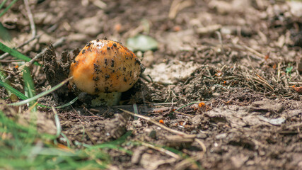 Close-up brown mushroom growing out of the ground