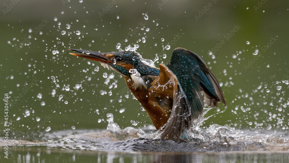 Wall mural female common kingfisher emerging from a dive with a green background