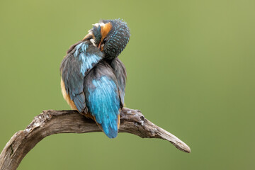 Male kingfisher preening his back feathers perched on a branch with a green background