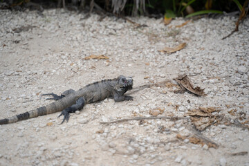 Iguana of the yucatan (cachryx defensor)