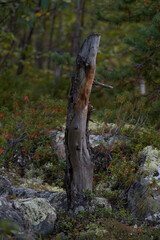 Obraz premium Northern forest, Beautiful nature