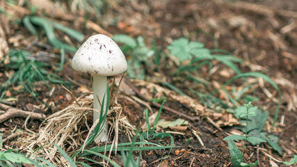 Close-up of beautiful white toadstools