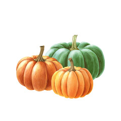 Orange and green pumpkin group. Watercolor illustration. Hand drawn group of autumn pumpkins. Garden and farm vegetables. Orange organic vegetable element. Isolated on white background