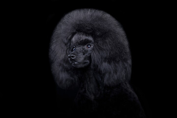 black-haired little toy poodle close-up portrait on black background