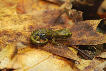 Close up on a green juvenile Limestone salamander, Hydromantes brunu