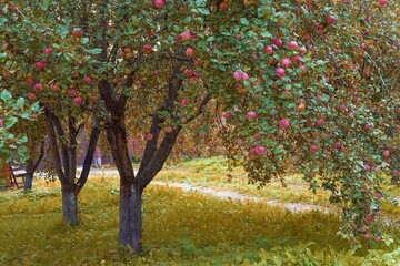 Apple trees orchard in autumn. The heavy branches with falling organic ripe red delicious apples are overhanging the path of apple garden. Organic farming. Golden Fall, Seasonal harvesting time