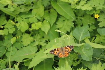 蝶（ヒメアカタテハ）