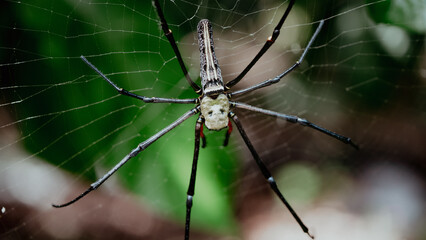 spider with striped pattern on its back resting on its nest made from its silk