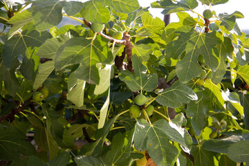 green figs on a tree