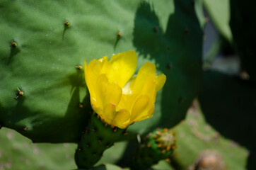 Beautiful cactus arrangement scenery with yellow blossom