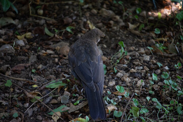 bird on the ground