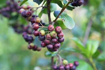 한국의과일블루베리입니다