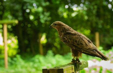 A proud Falcon Buzzard, one of the Birds of Prey at Willows,  near Sevonoaks, Kent