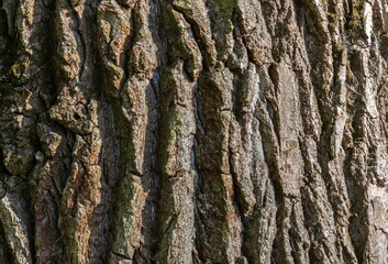 Closeup texture of tree bark. Pattern of natural tree bark background. Dirt skin of wooden. Grey, brown nature