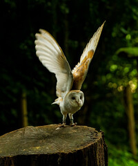 A lively Barn Owl, one of the Birds of Prey at Willows,  near Sevonoaks, Kent