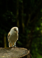 A lively Barn Owl, one of the Birds of Prey at Willows,  near Sevonoaks, Kent