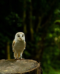 A lively Barn Owl, one of the Birds of Prey at Willows,  near Sevonoaks, Kent